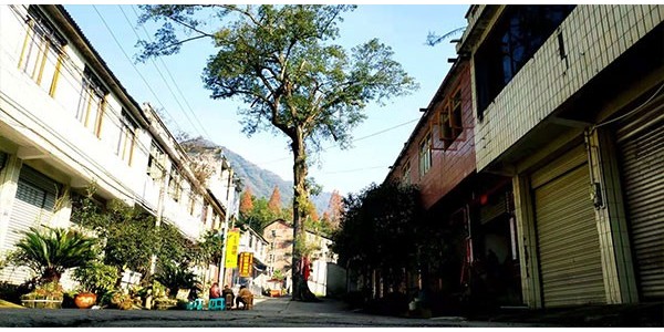 藍(lán)雨禾登山小隊(duì)清理鶴鳴山白色垃圾！